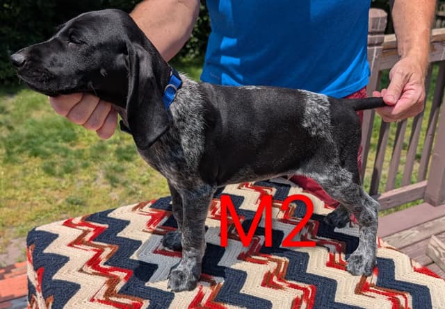 German Shorthaired Pointer Puppies media 7