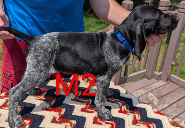 German Shorthaired Pointer Puppies media 8
