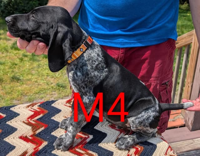 German Shorthaired Pointer Puppies media 9