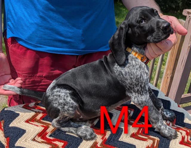 German Shorthaired Pointer Puppies media 10
