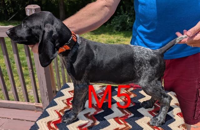 German Shorthaired Pointer Puppies media 11