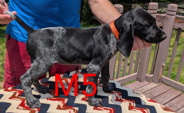 German Shorthaired Pointer Puppies media 12