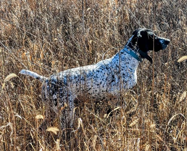 German Shorthaired Pointer Puppies media 13