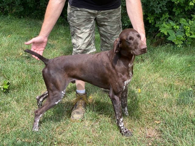 German Shorthaired Pointer Puppies media 14