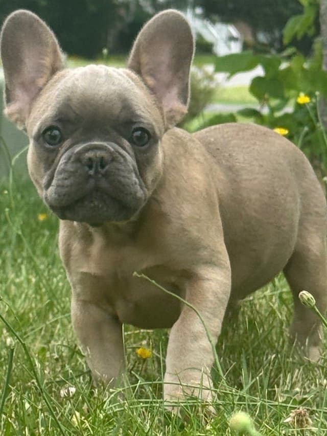 French Bulldog Puppies media 2