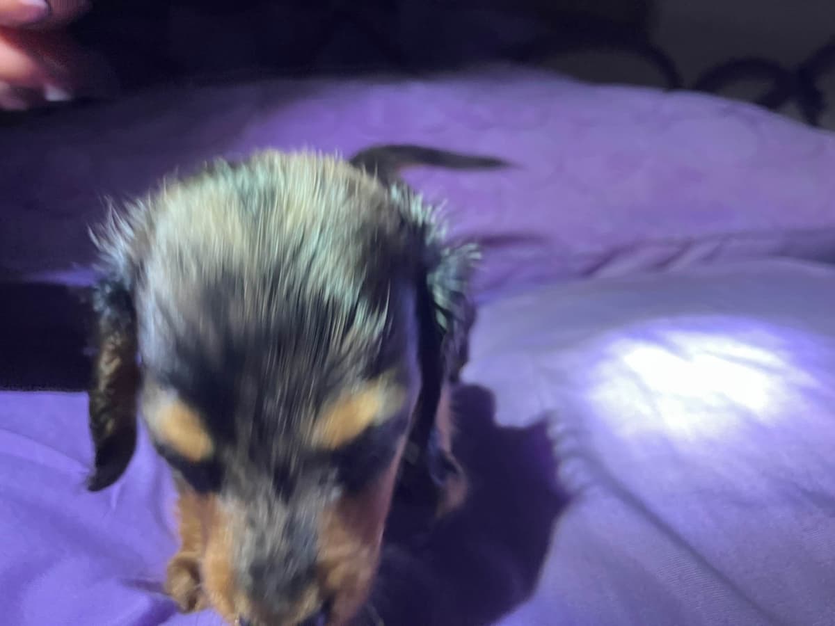 Dachshund Puppies breeder image 1