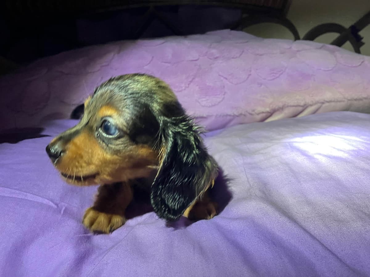 Dachshund Puppies breeder image 4