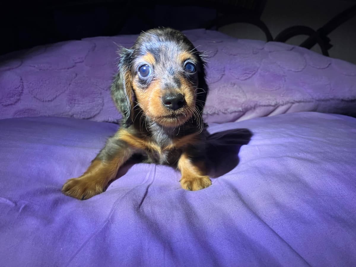 Dachshund Puppies breeder image 5