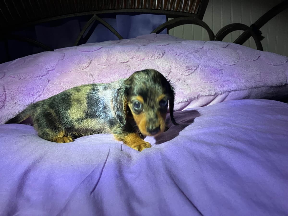 Dachshund Puppies breeder image 3