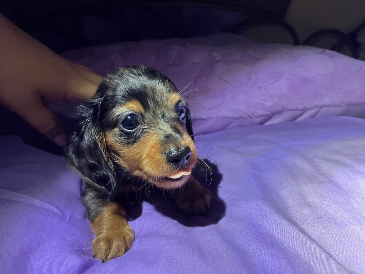 Dachshund Puppies breeder image 6