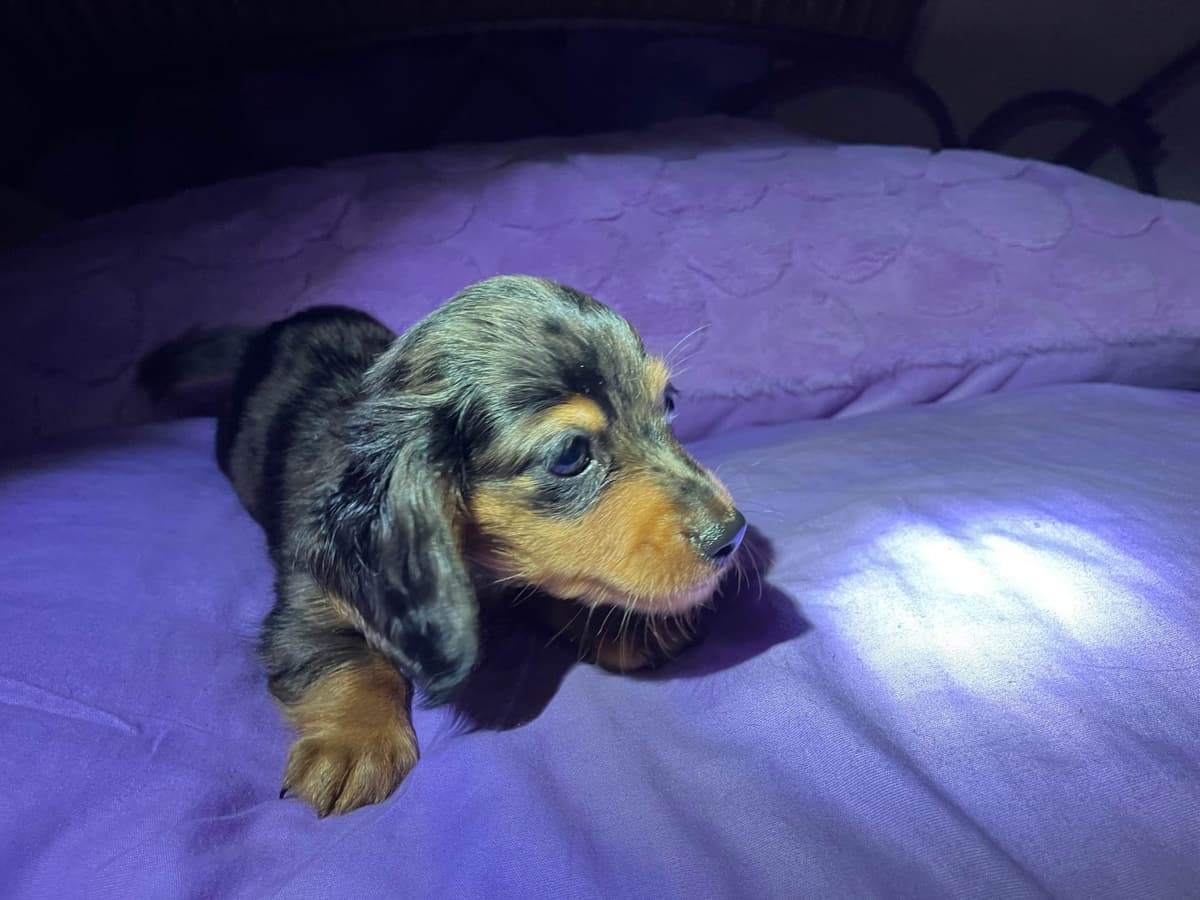 Dachshund Puppies breeder image 7