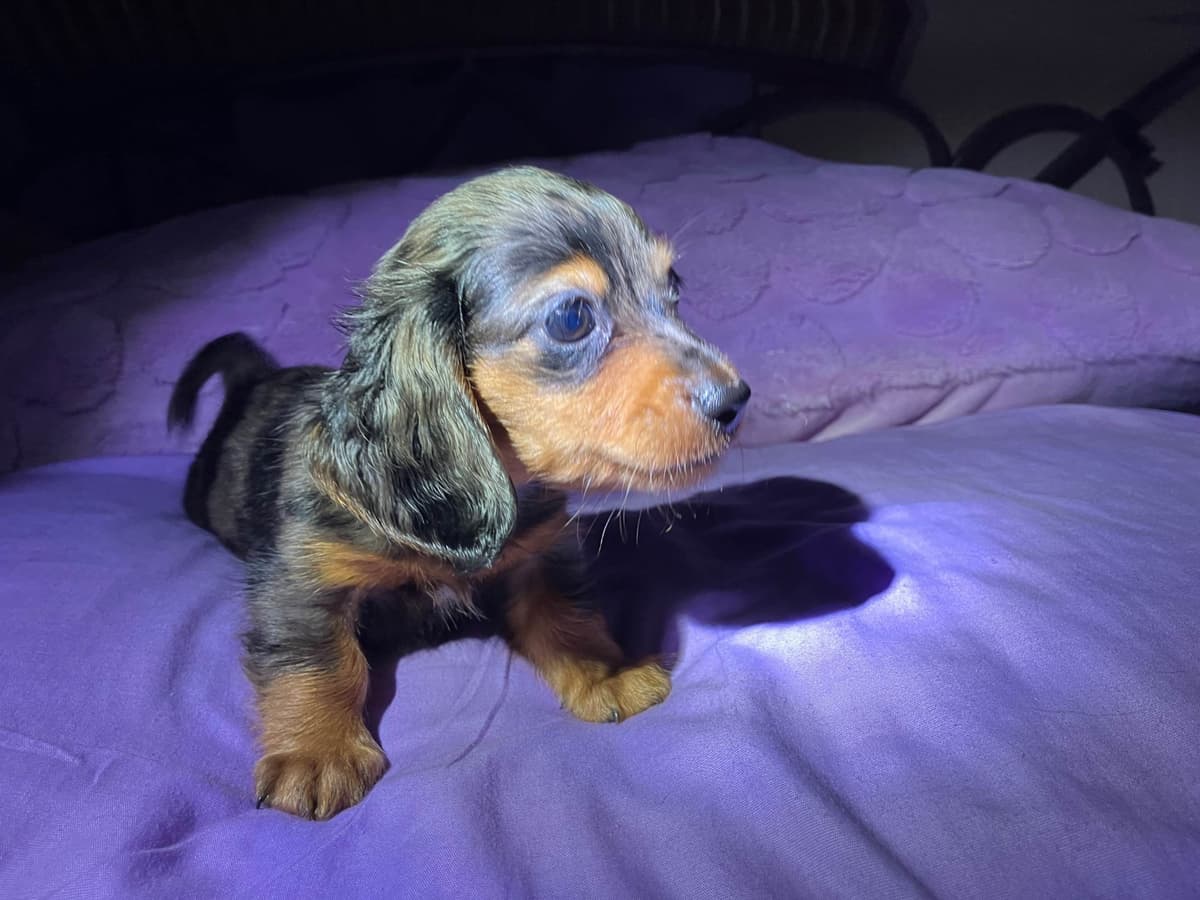 Dachshund Puppies breeder image 9