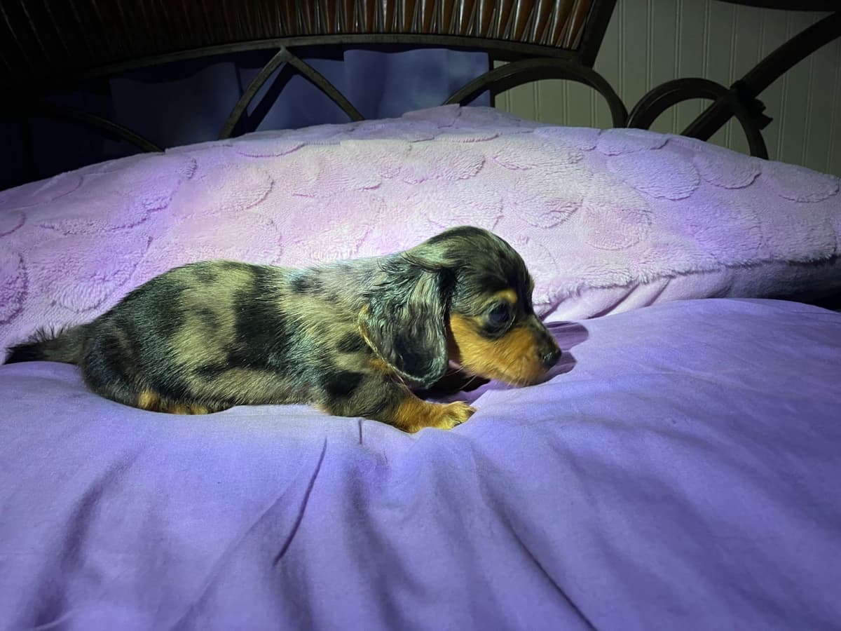 Dachshund Puppies breeder image 8