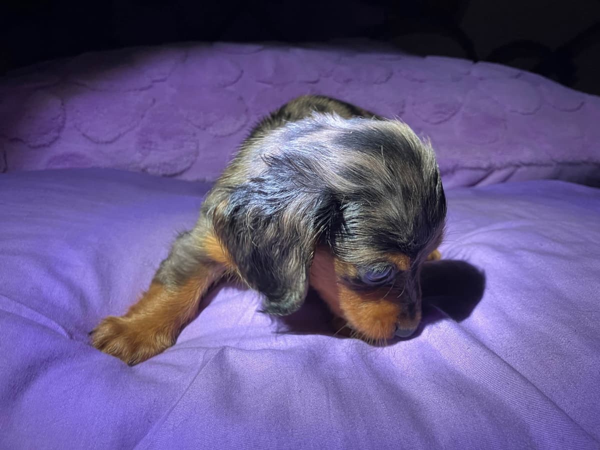Dachshund Puppies breeder image 10