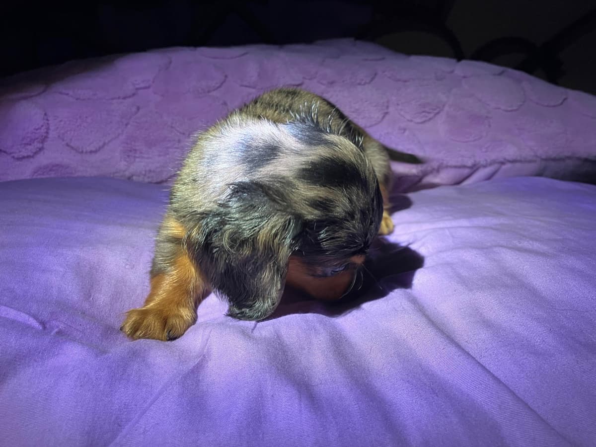 Dachshund Puppies breeder image 11