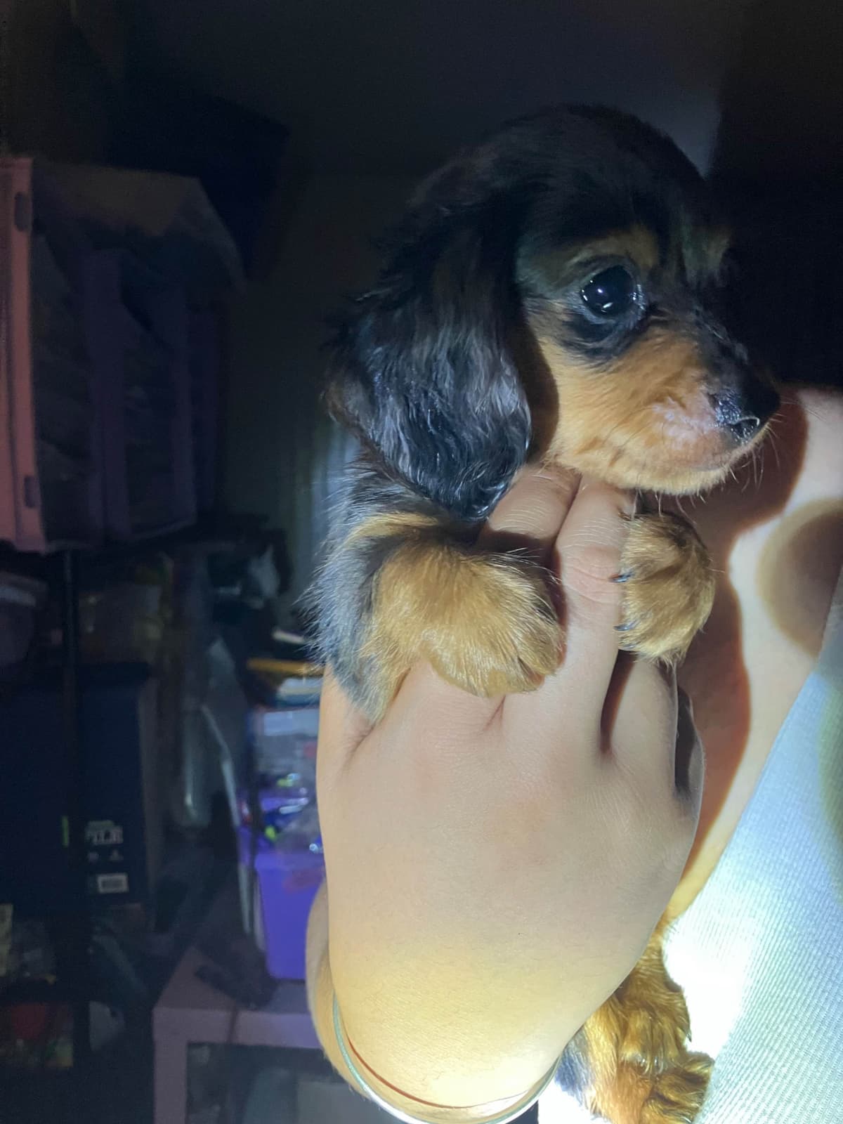 Dachshund Puppies breeder image 13