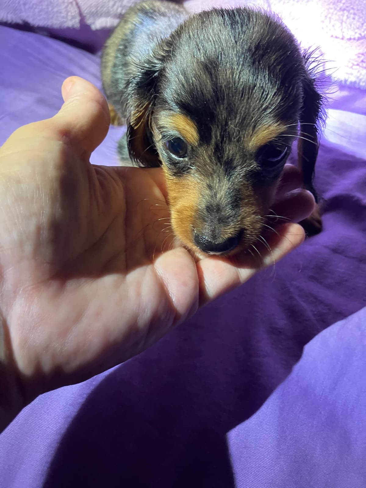 Dachshund Puppies breeder image 14