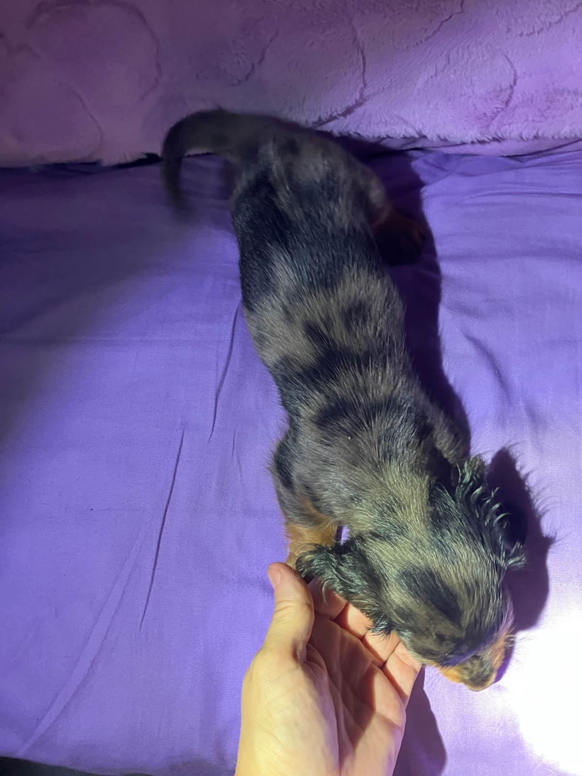 Dachshund Puppies breeder image 12