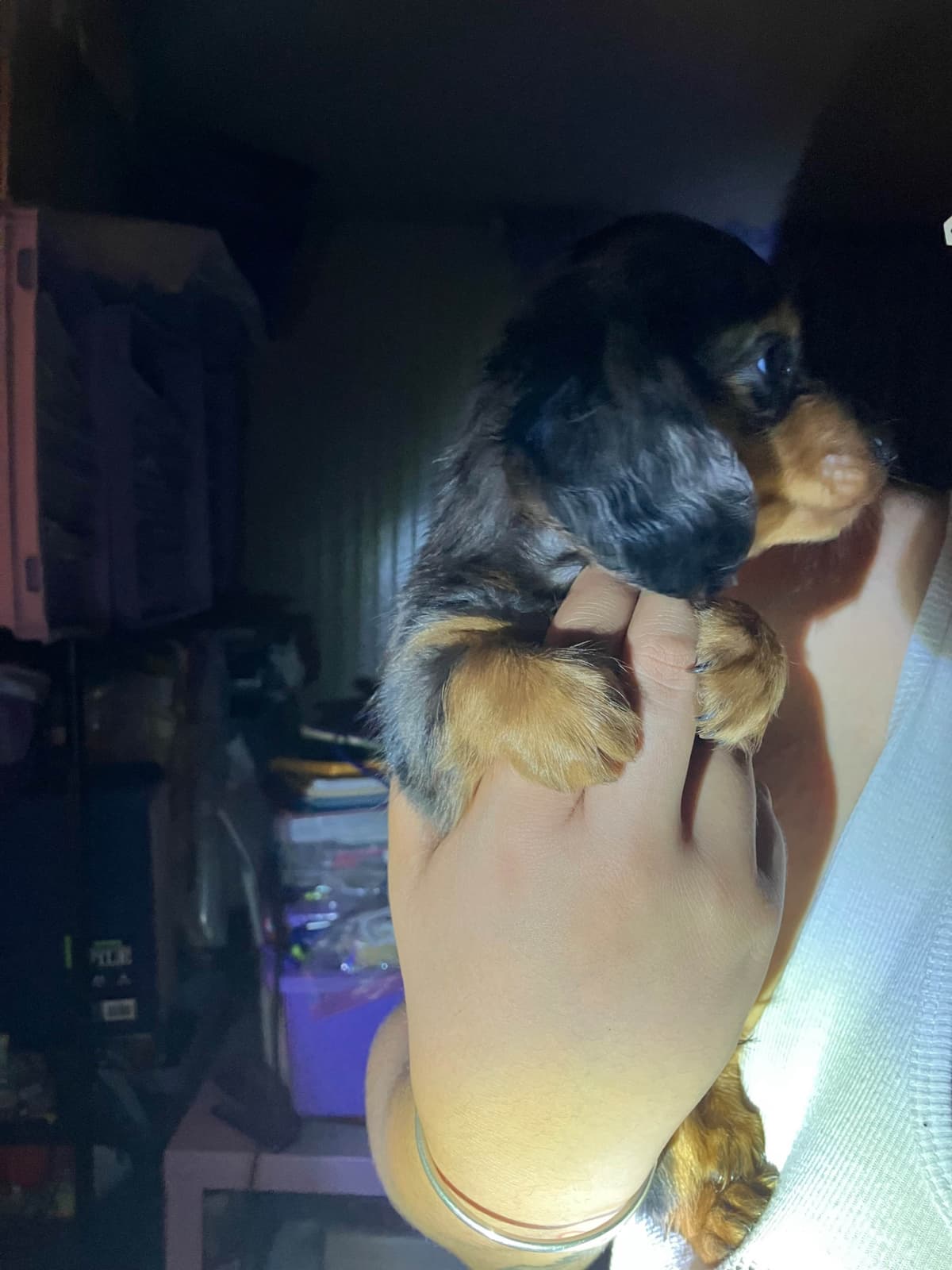 Dachshund Puppies breeder image 16