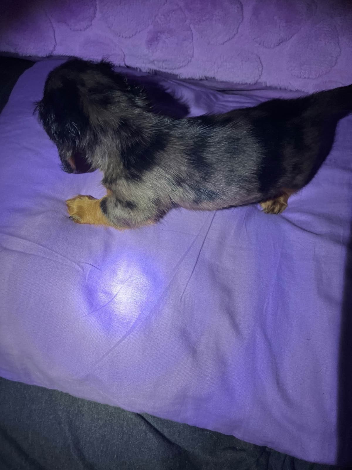 Dachshund Puppies breeder image 17