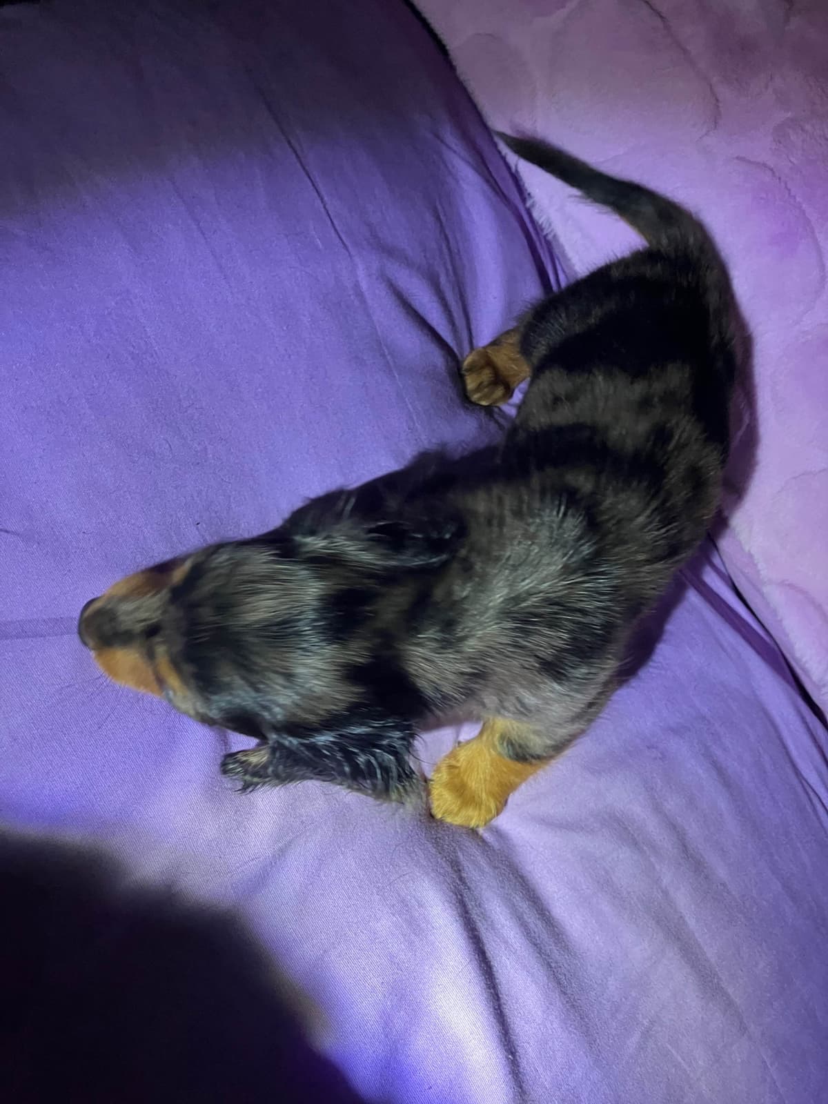 Dachshund Puppies breeder image 18