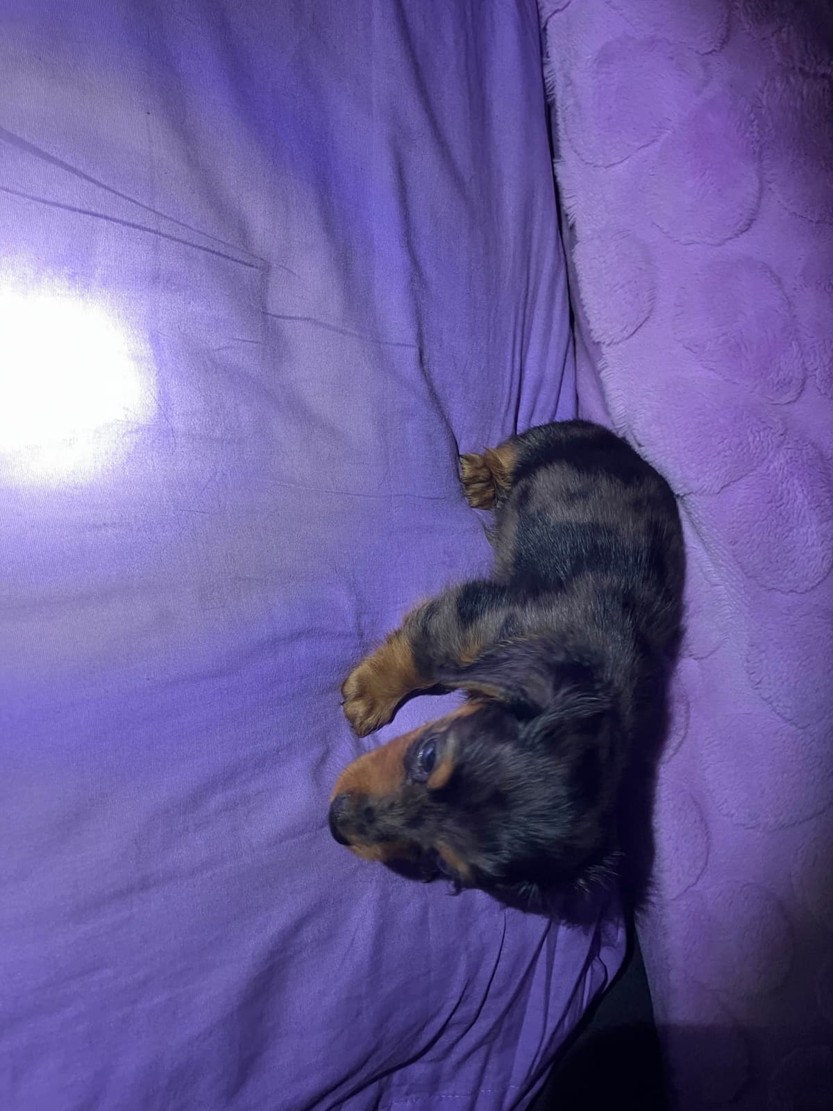 Dachshund Puppies breeder image 19