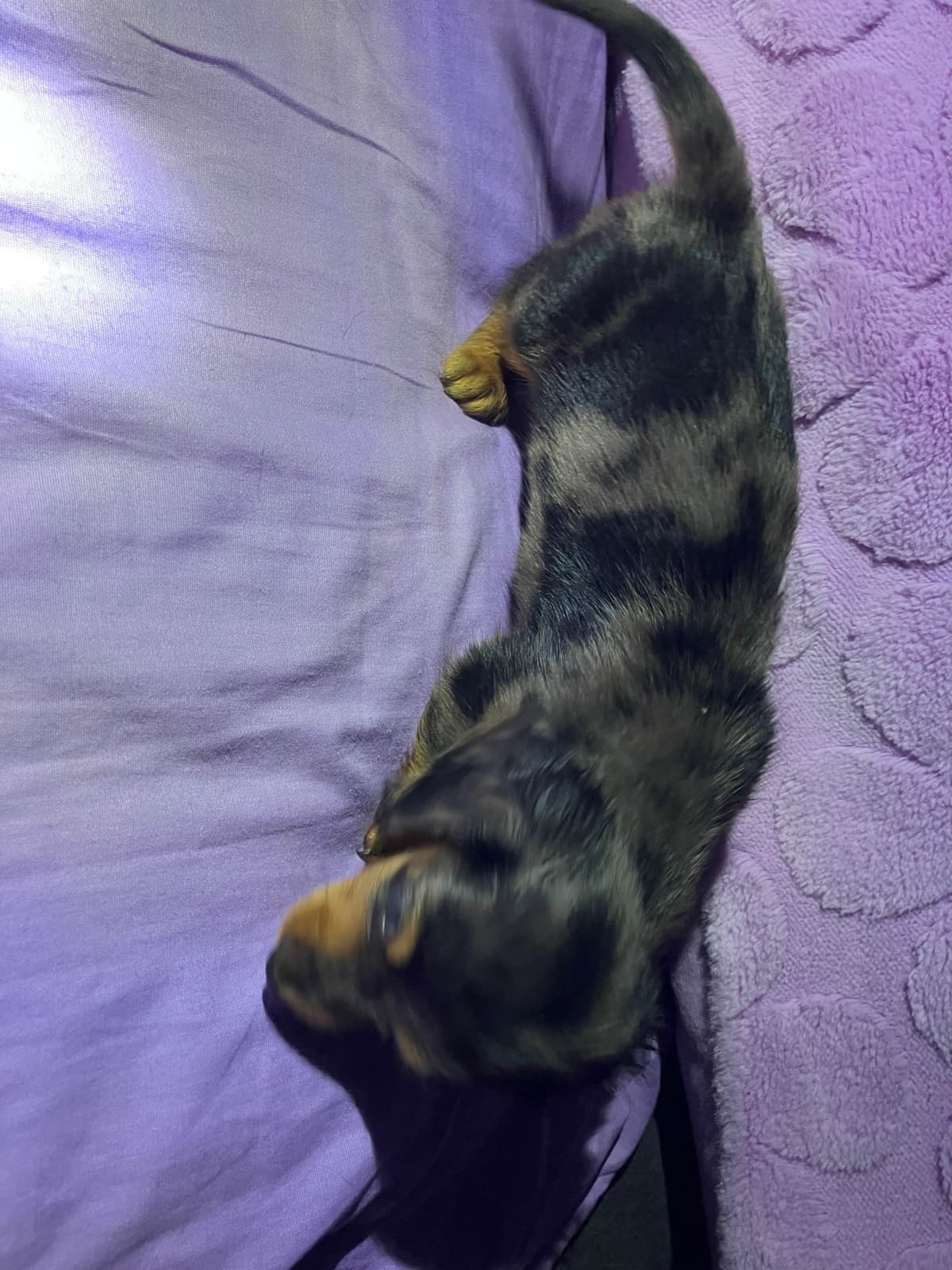 Dachshund Puppies breeder image 20