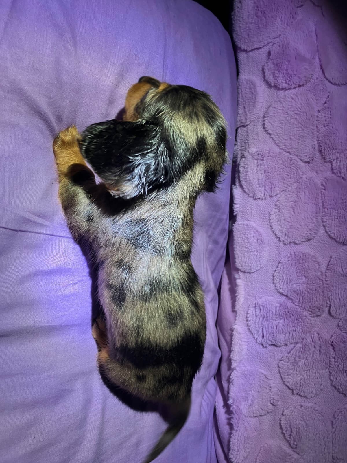 Dachshund Puppies breeder image 21