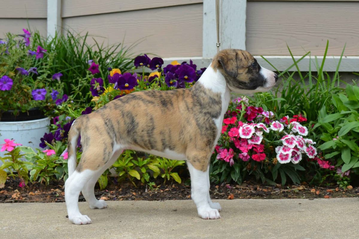 Whippet Puppies breeder image 3