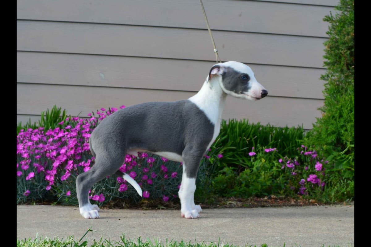 Whippet Puppies breeder image 4