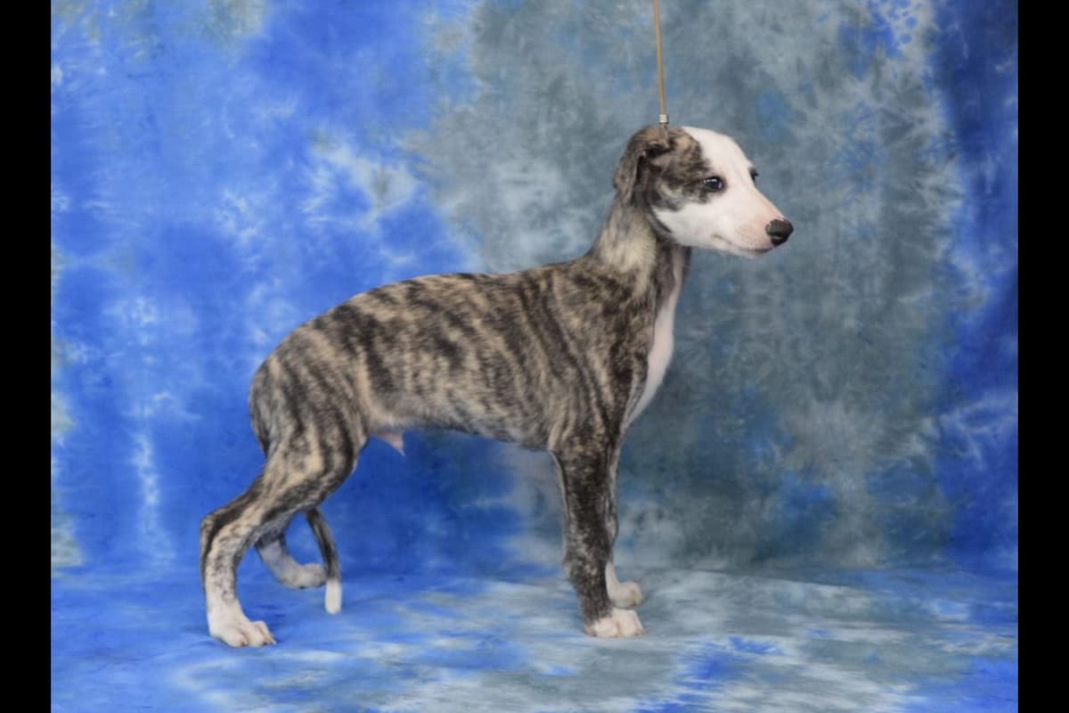 Whippet Puppies breeder image 6