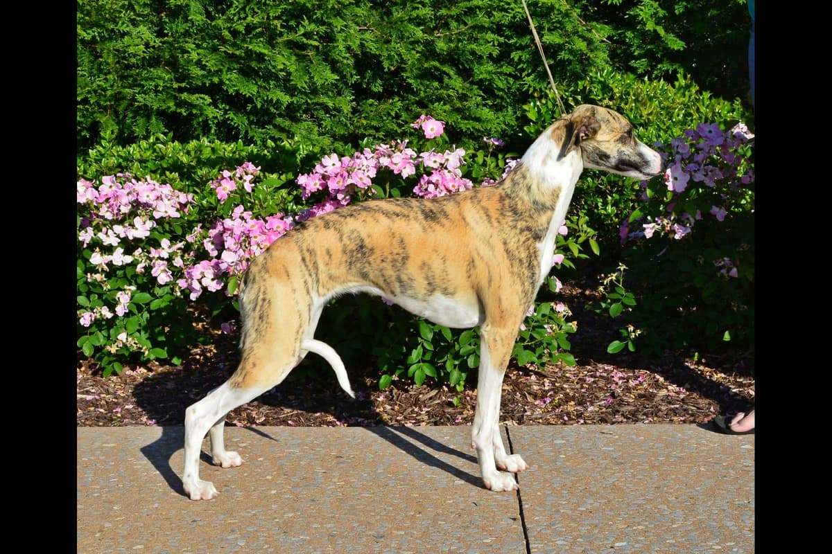 Whippet Puppies breeder image 9