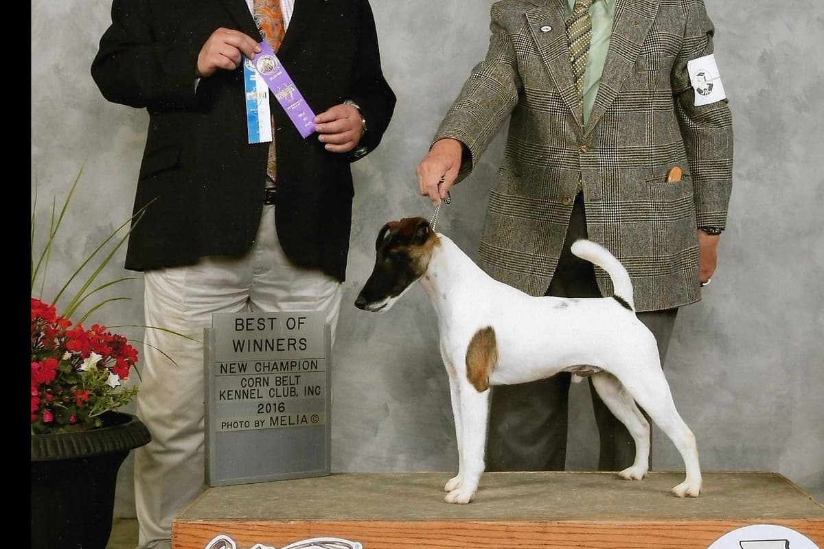 Whippet Puppies breeder image 10