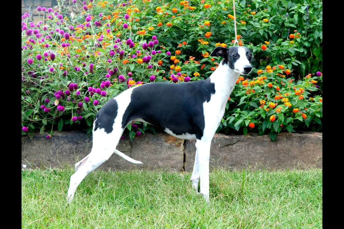 Whippet Puppies breeder image 12