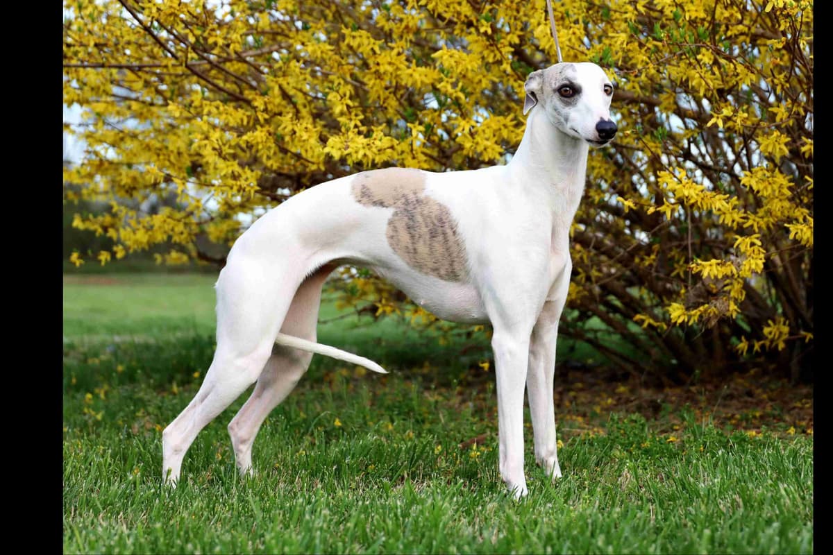 Whippet Puppies breeder image 14