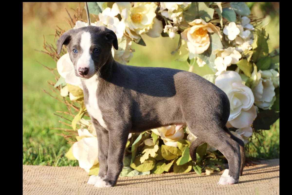 Whippet Puppies breeder image 15