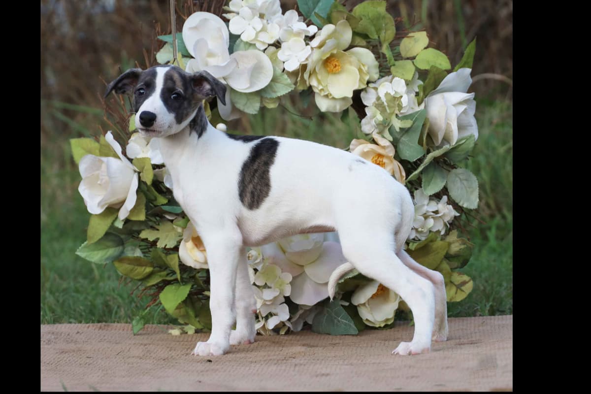 Whippet Puppies breeder image 16