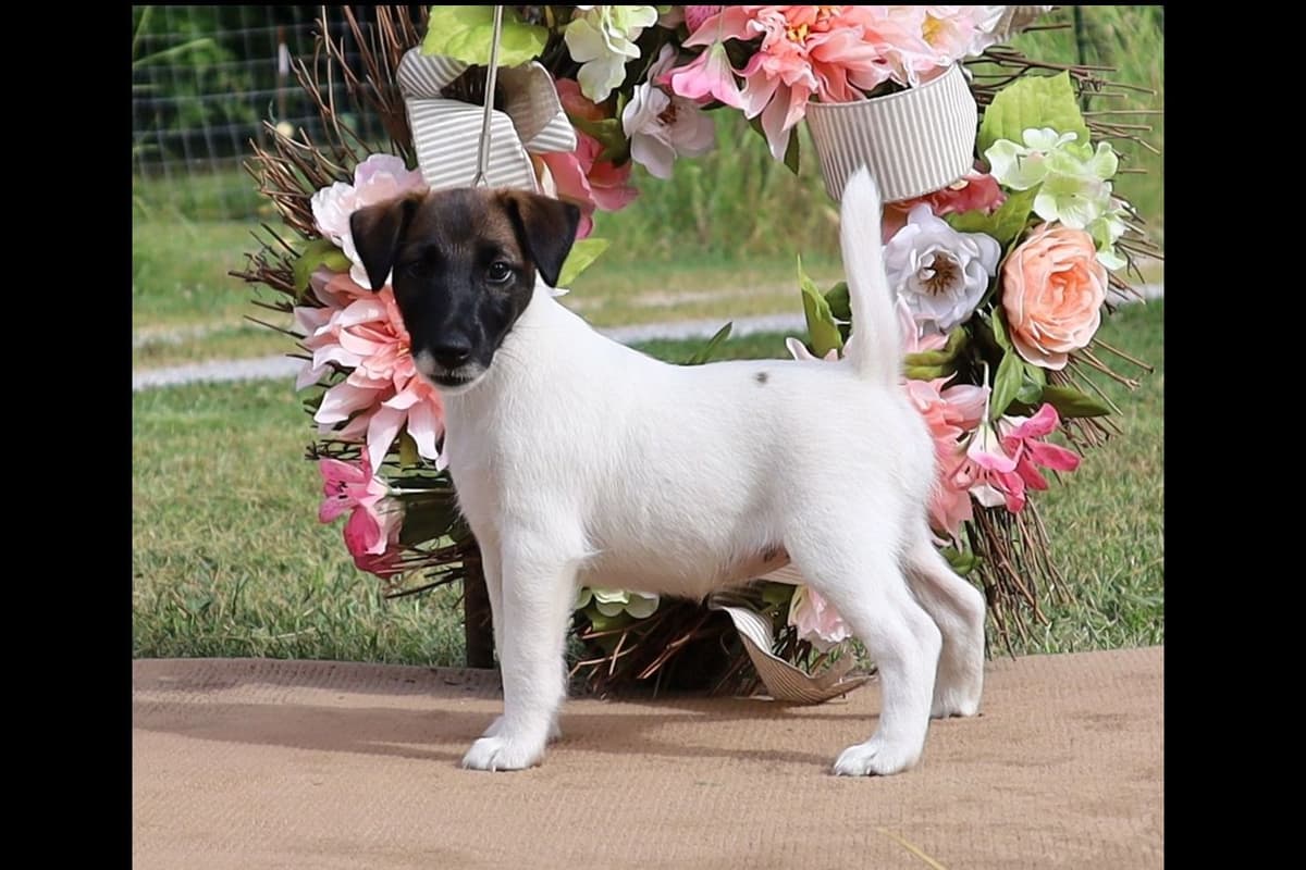 Whippet Puppies breeder image 17
