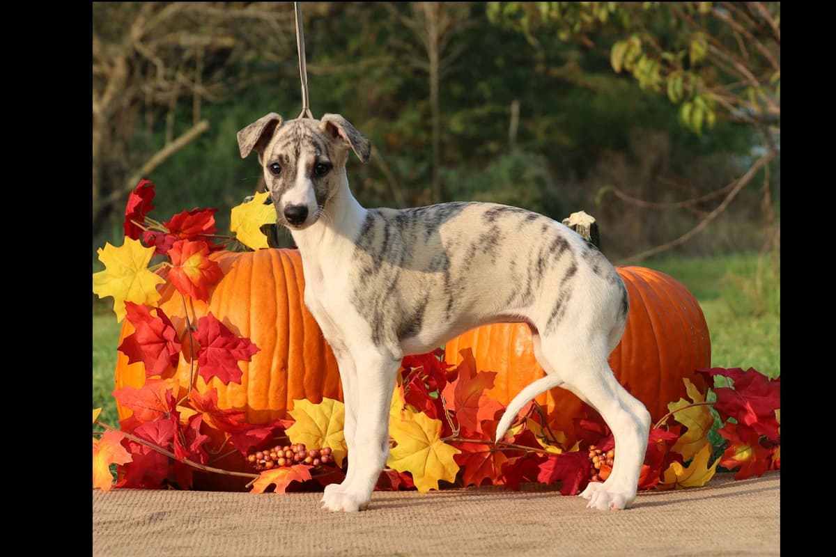 Whippet Puppies breeder image 19