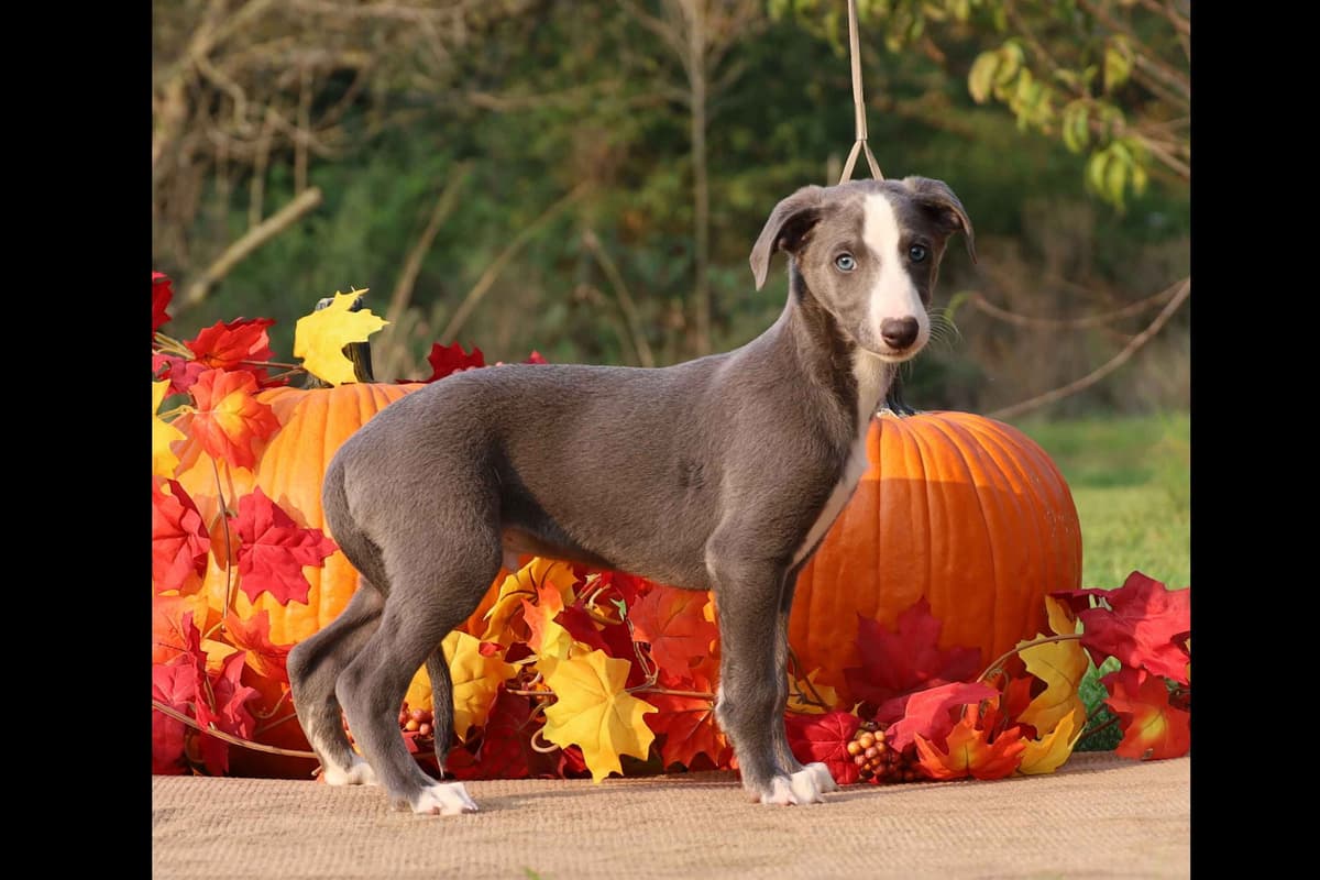 Whippet Puppies breeder image 20