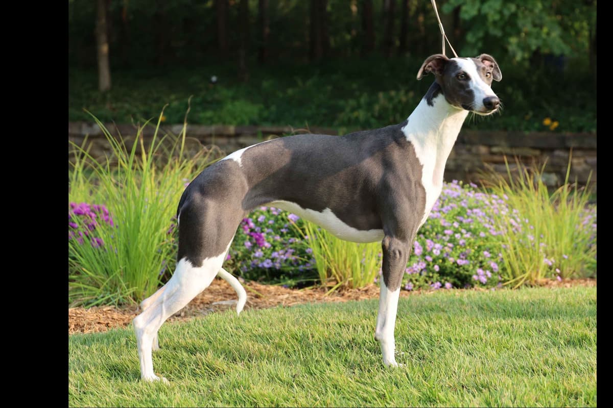 Whippet Puppies breeder image 2