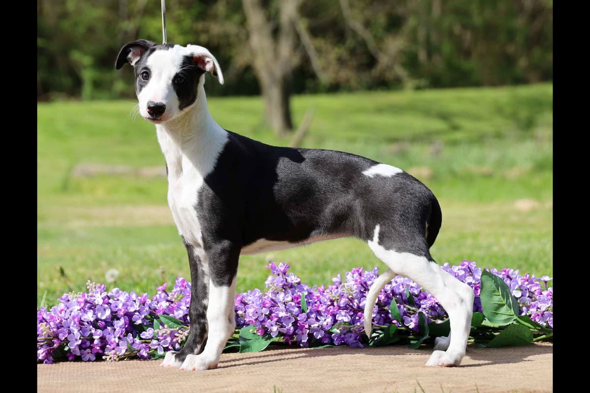 Whippet Puppies breeder image 24