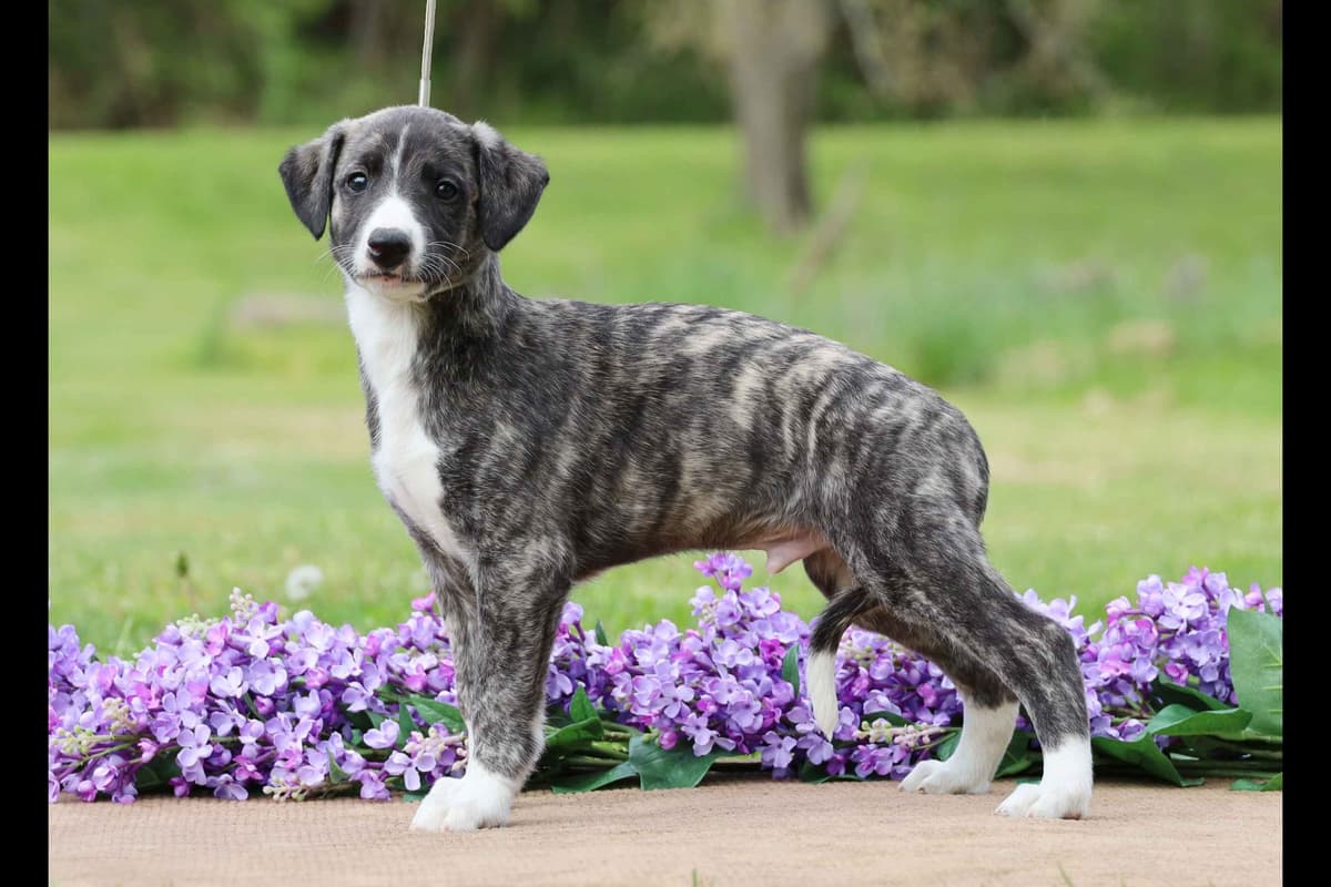 Whippet Puppies breeder image 25