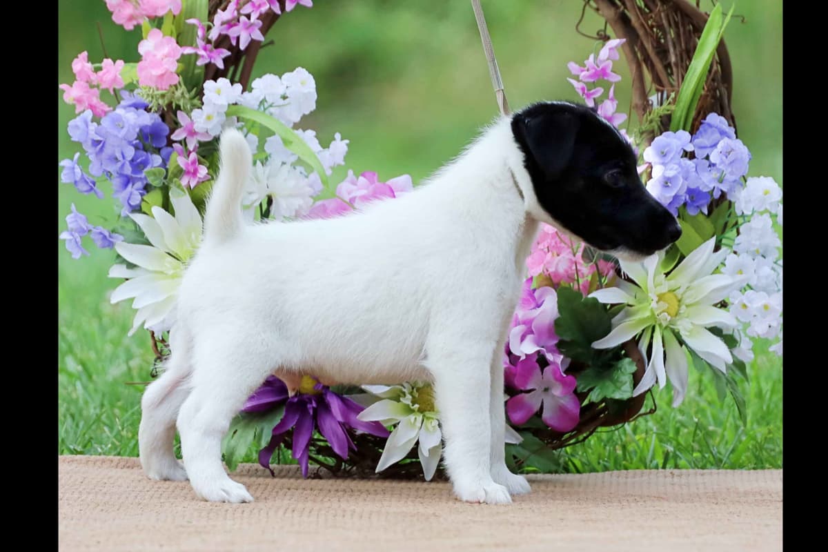 Whippet Puppies breeder image 27