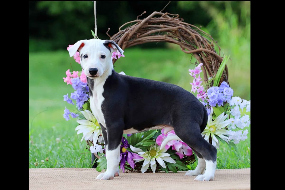 Whippet Puppies breeder image 28