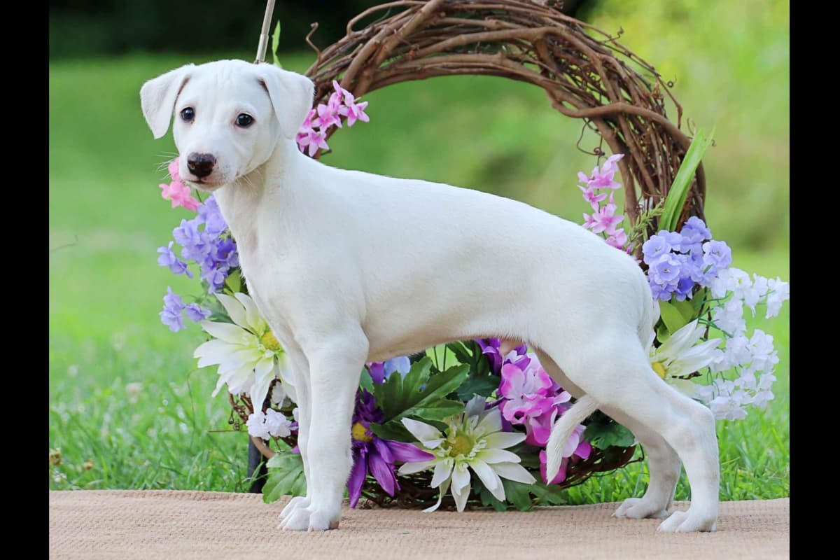 Whippet Puppies breeder image 29