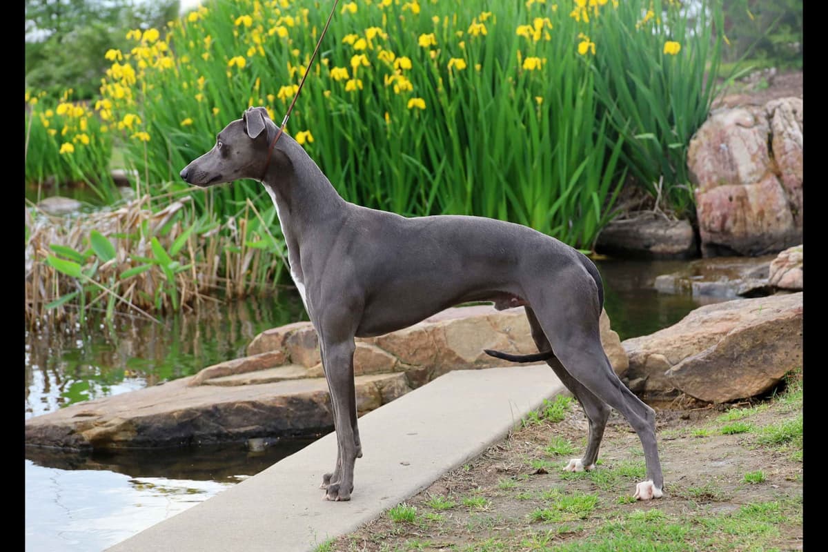 Whippet Puppies breeder image 1