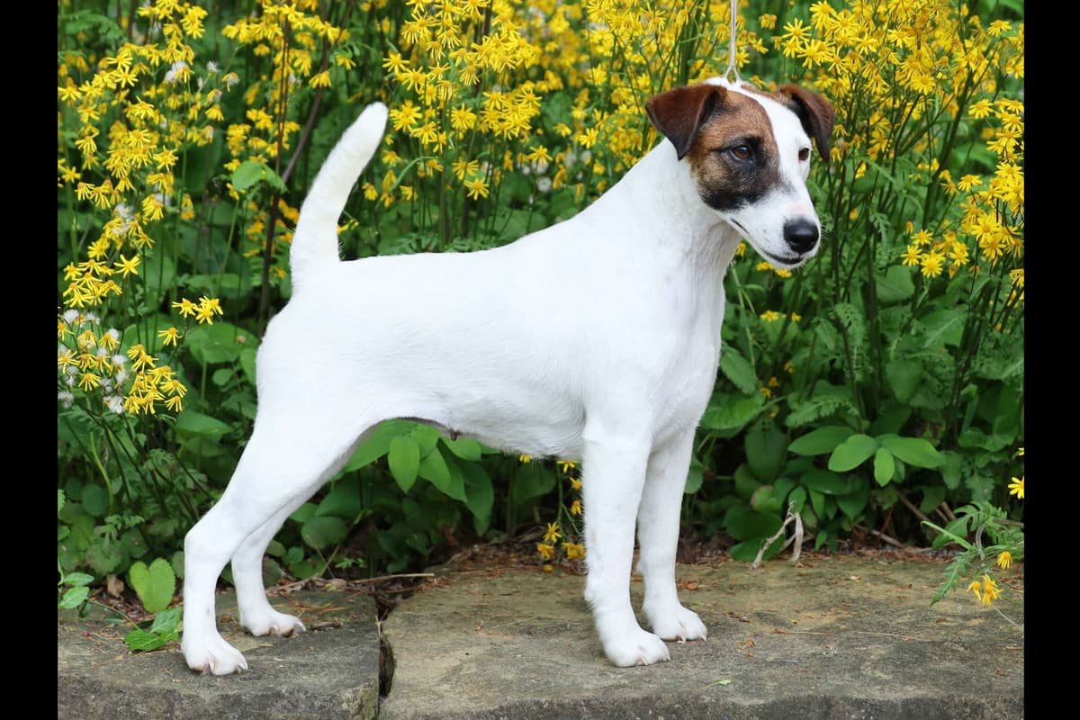 Whippet Puppies breeder image 31