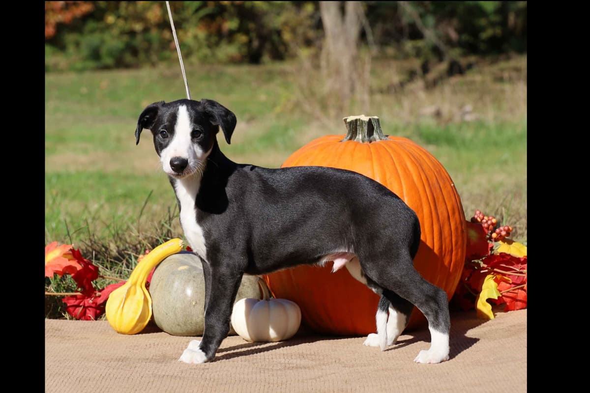 Whippet Puppies breeder image 33