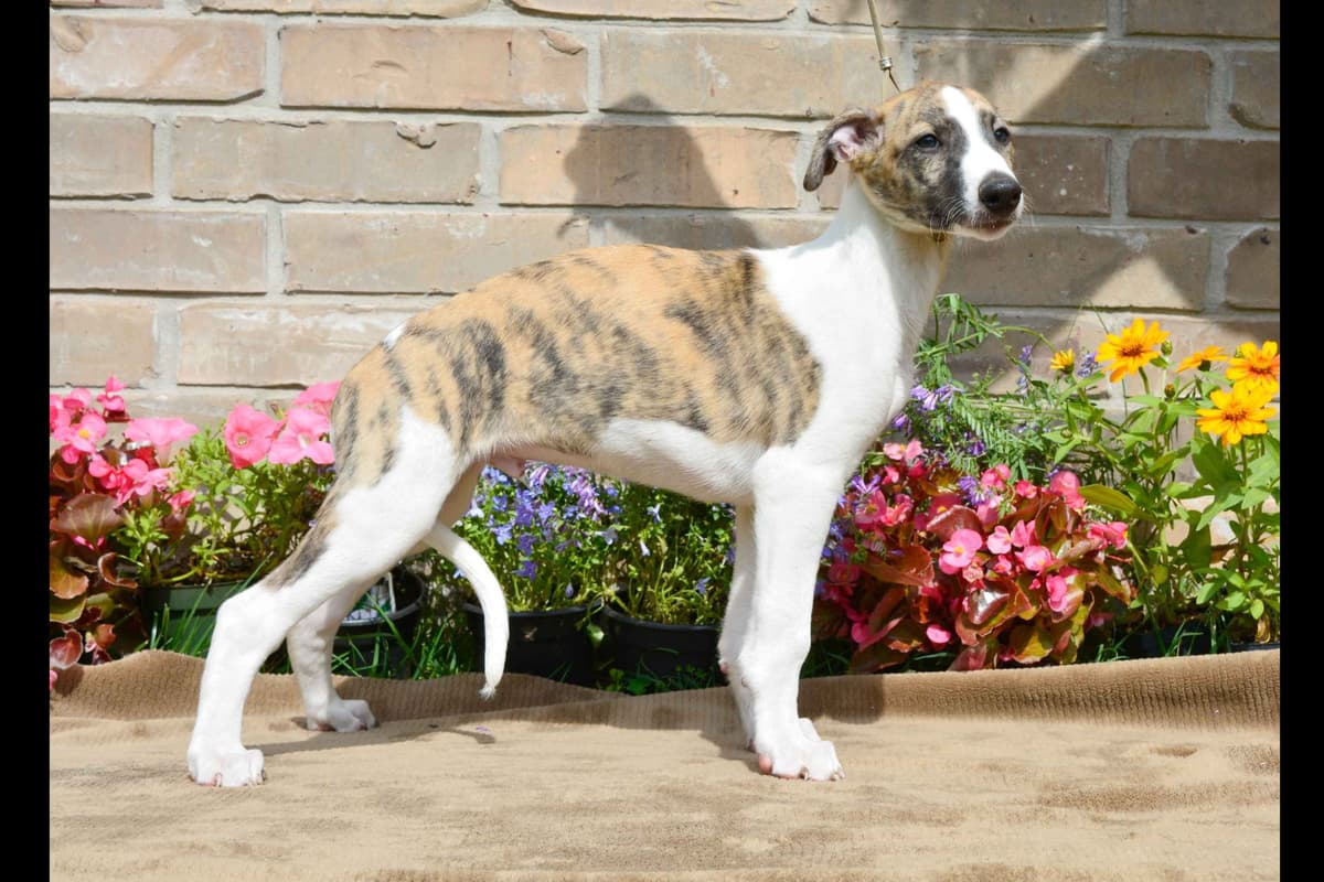 Whippet Puppies breeder image 36